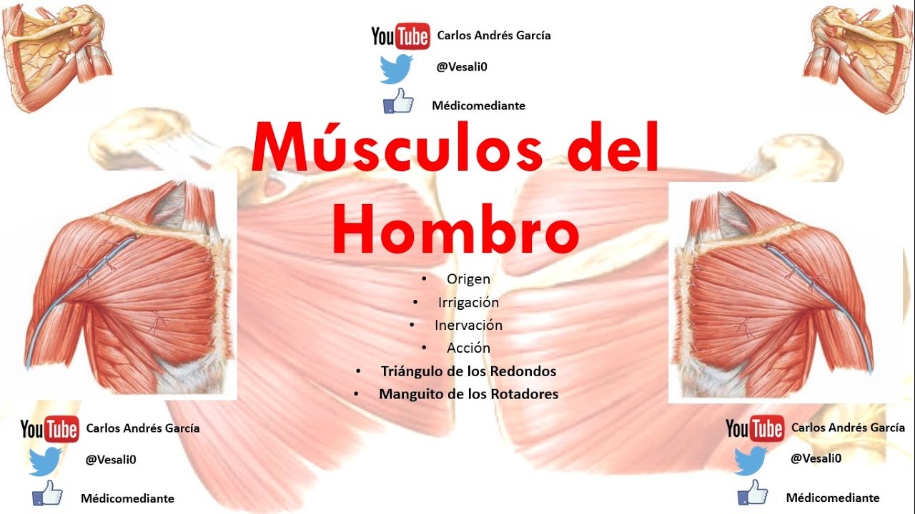 origen e insercion de los musculos del hombro
