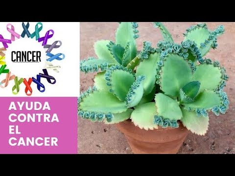 para q sirve la planta de mala madre