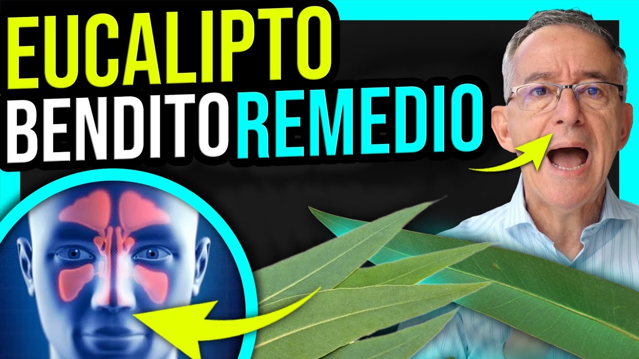 preparacion del eucalipto como planta medicinal