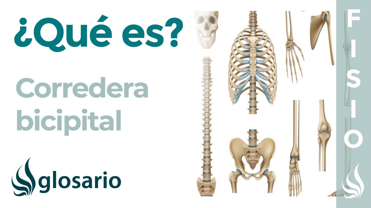 que pasa por la corredera bicipital