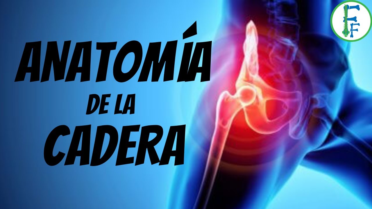 tendones y ligamentos de la cadera