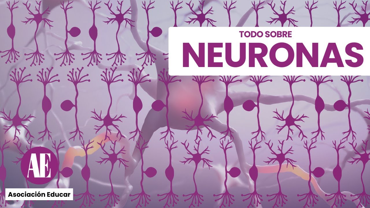 tipos de neuronas unipolares bipolares multipolares