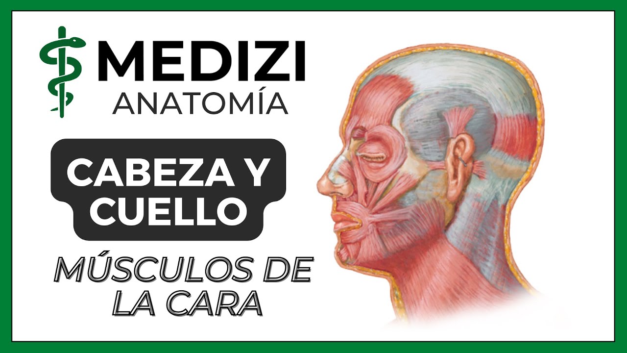 anatomia humana musculos de la cabeza