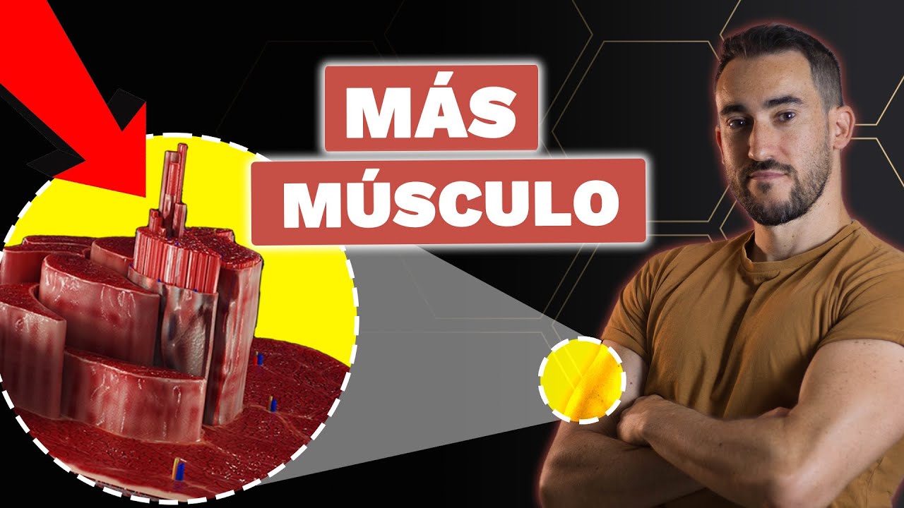 como se da la hipertrofia muscular