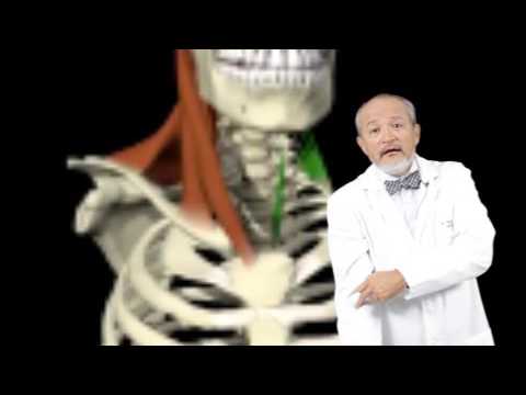 como se llama el medico de los musculos