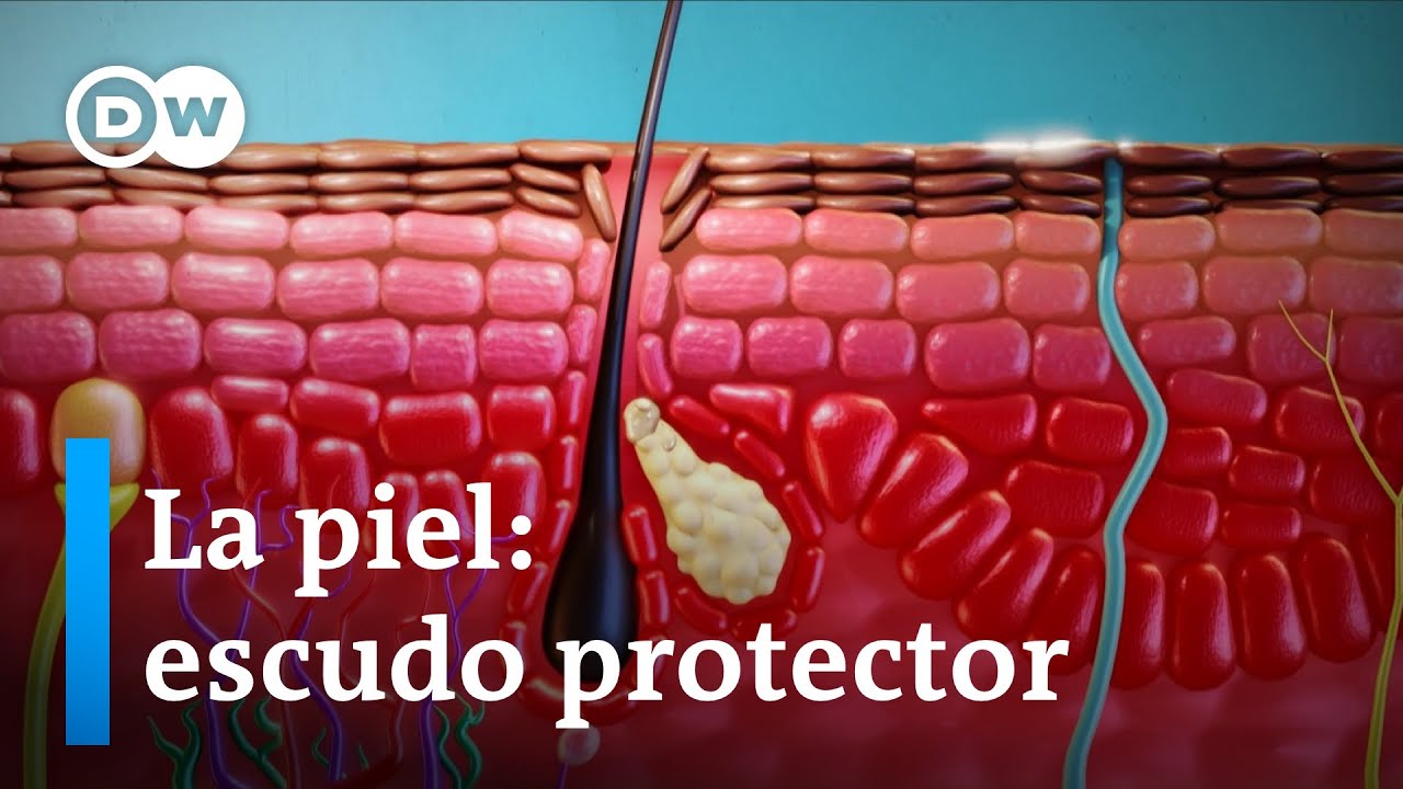 cuales son las funciones que cumple la piel