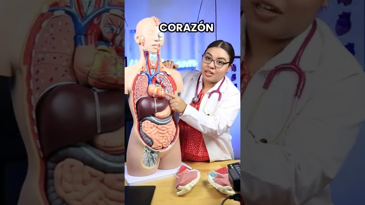 cuantos agujeros tiene el cuerpo humano