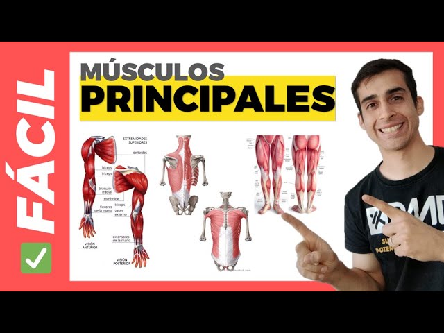esquema de los principales musculos del cuerpo humano
