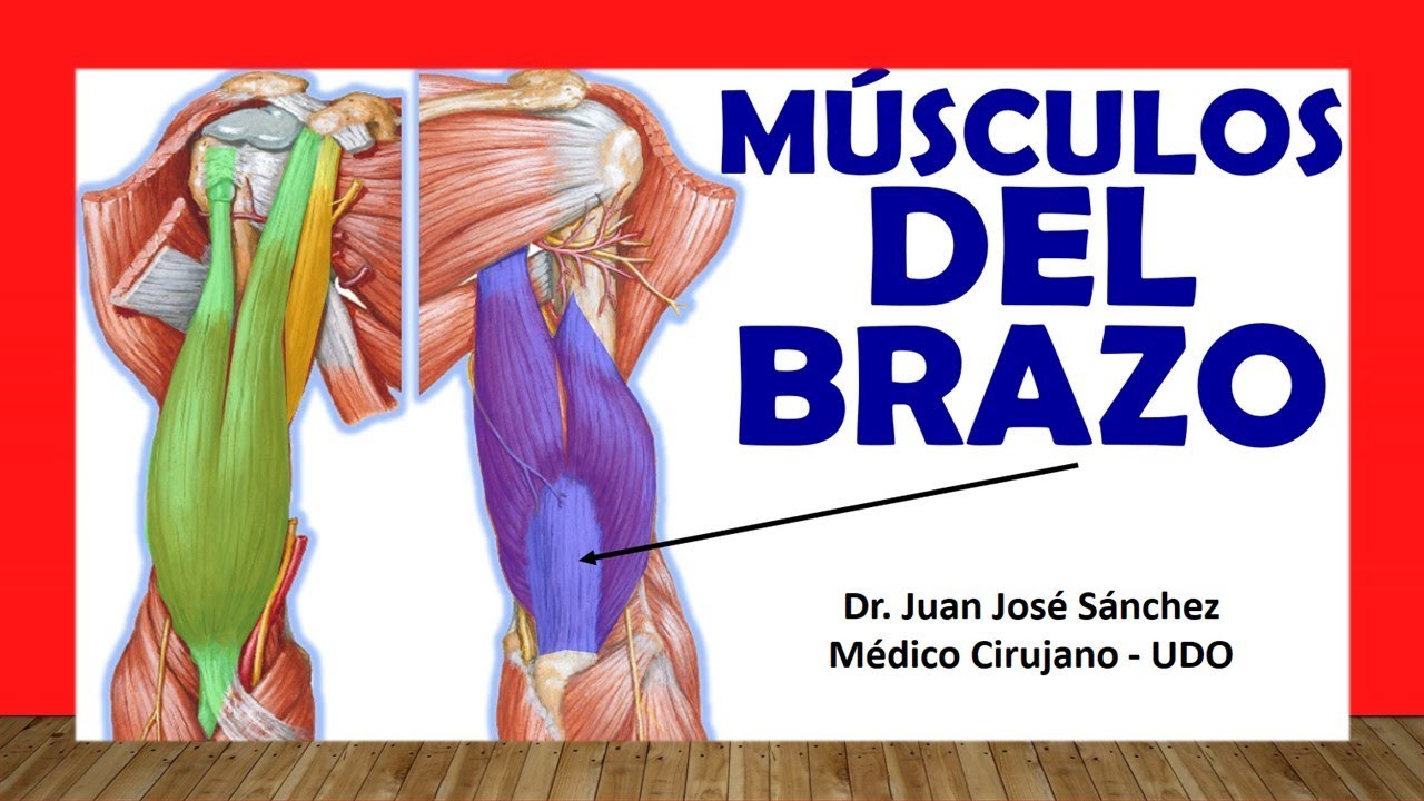 esquema del brazo y sus partes
