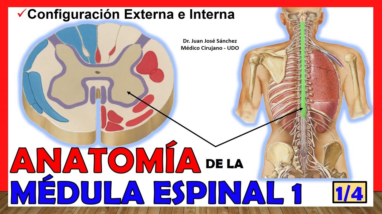 estructura interna de la medula espinal
