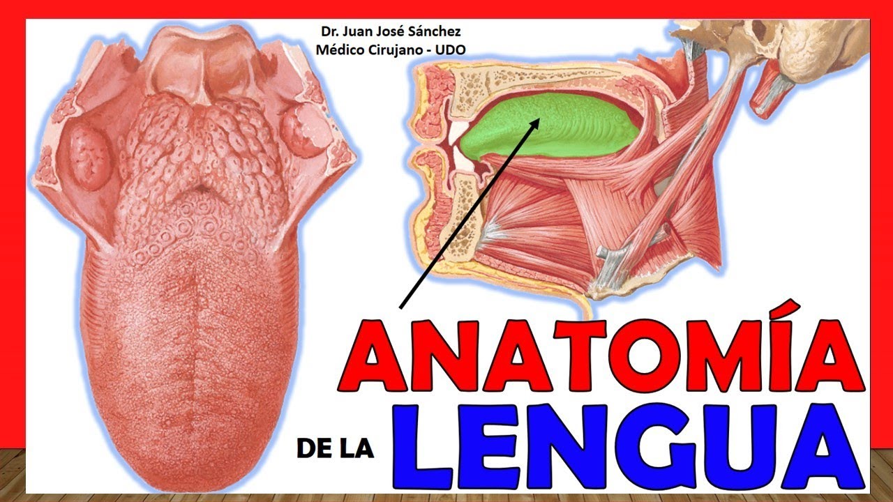 inervacion de los musculos de la lengua