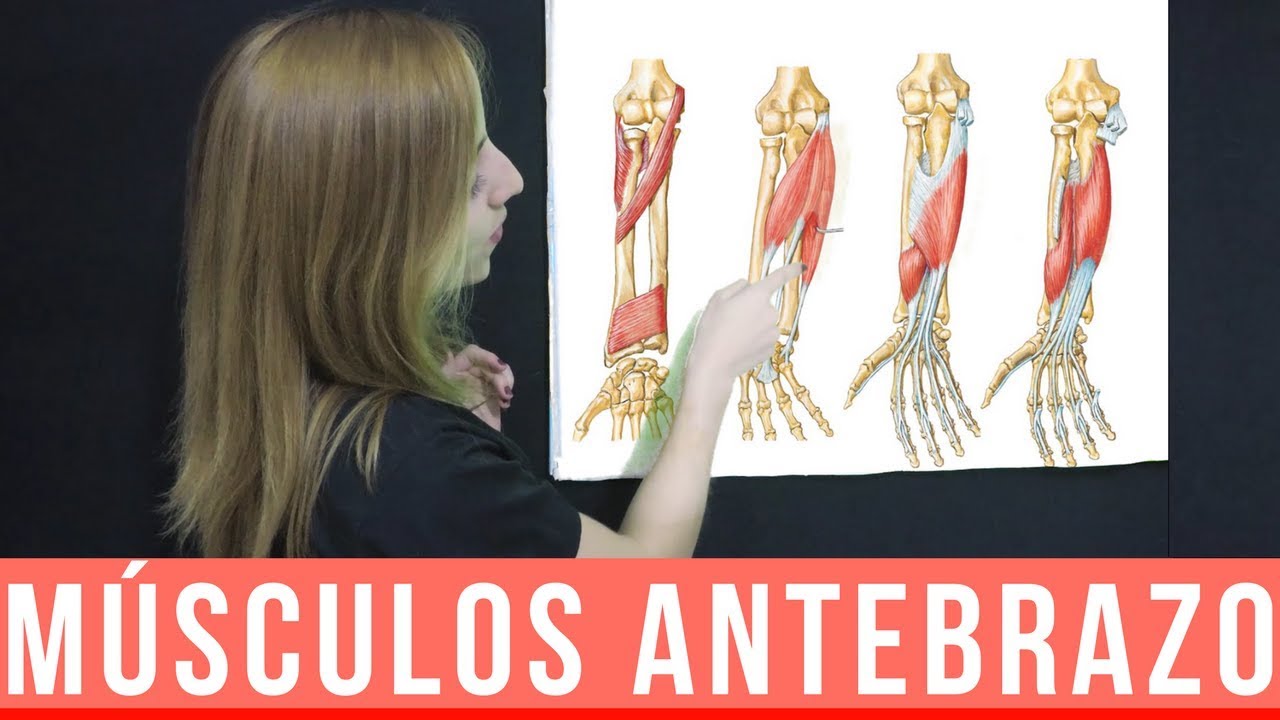 inervacion de los musculos del antebrazo