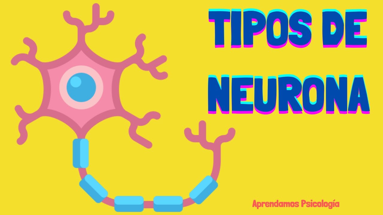 las prolongaciones citoplasmaticas de las neuronas se llaman