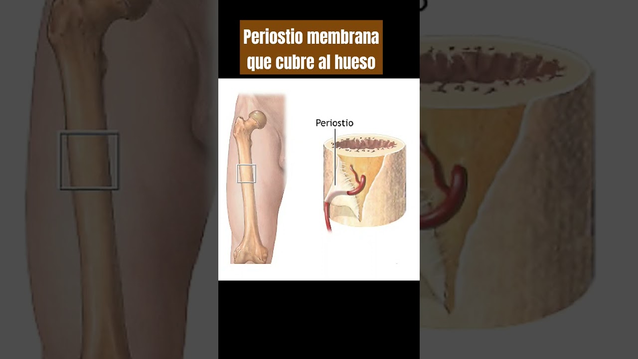 membrana de tejido conjuntivo que cubre el hueso