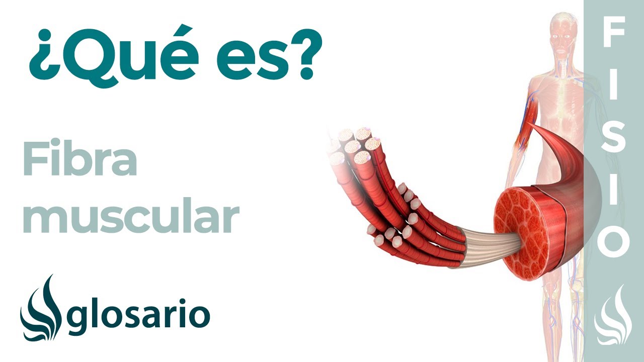 membrana fina que envuelve las fibras musculares