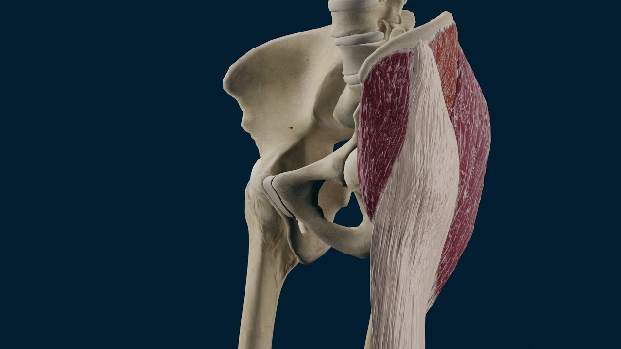 musculo tensor de la fascia lata