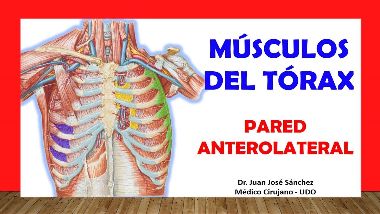musculos de la parte anterior del tronco