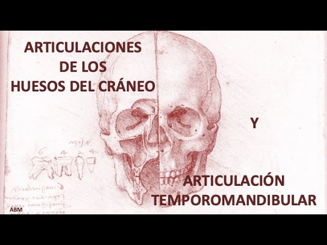 nombre de las articulaciones del craneo