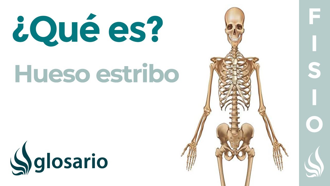 que es el estribo del oido
