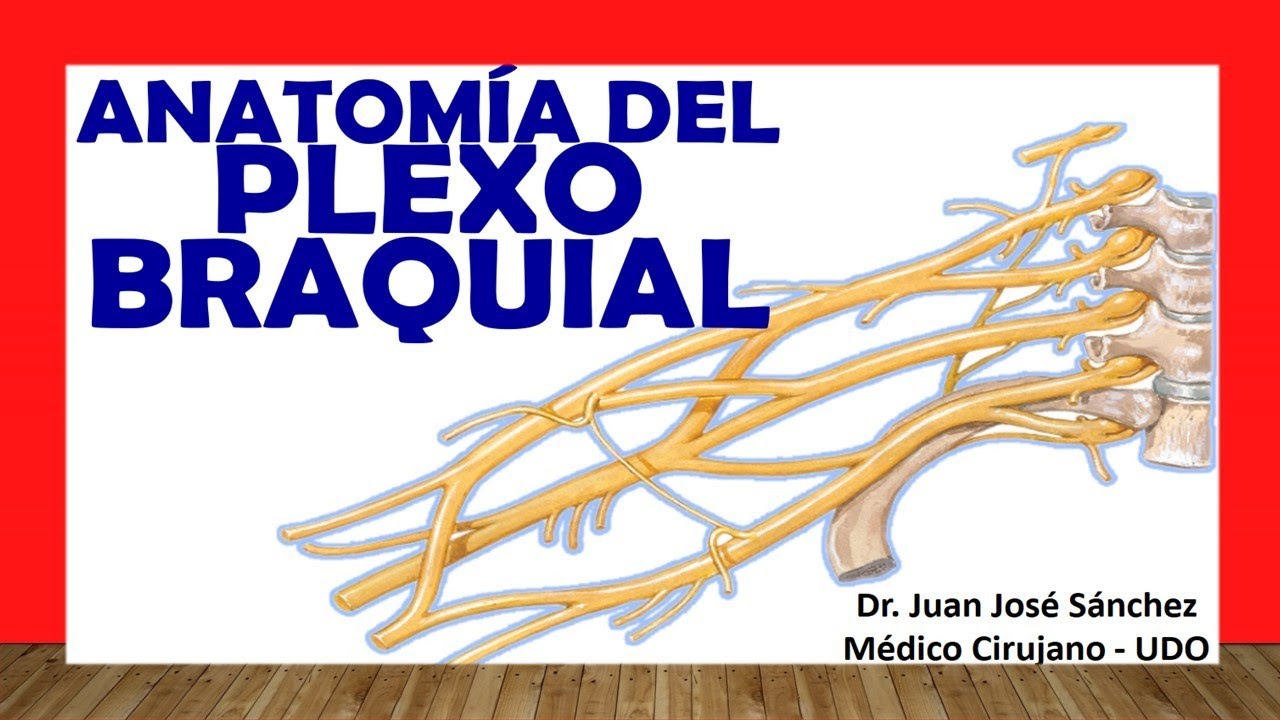 que nervios forman el plexo braquial