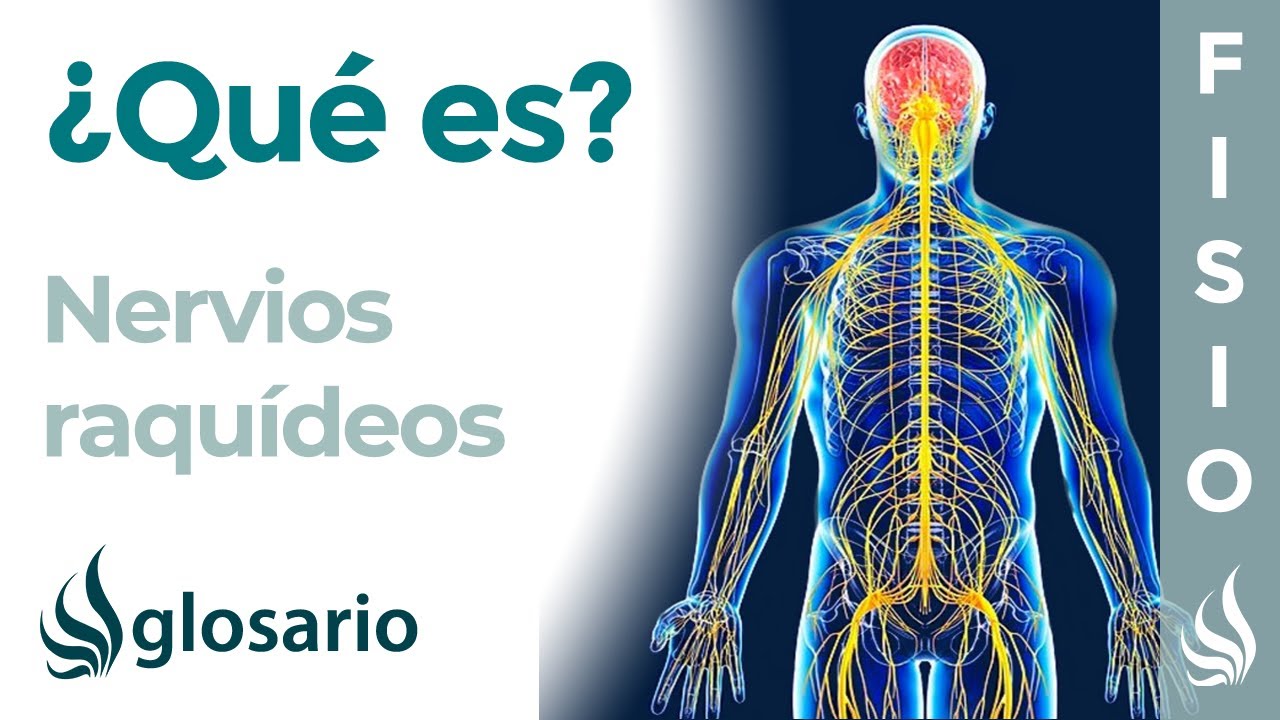 ramos dorsales de los nervios espinales