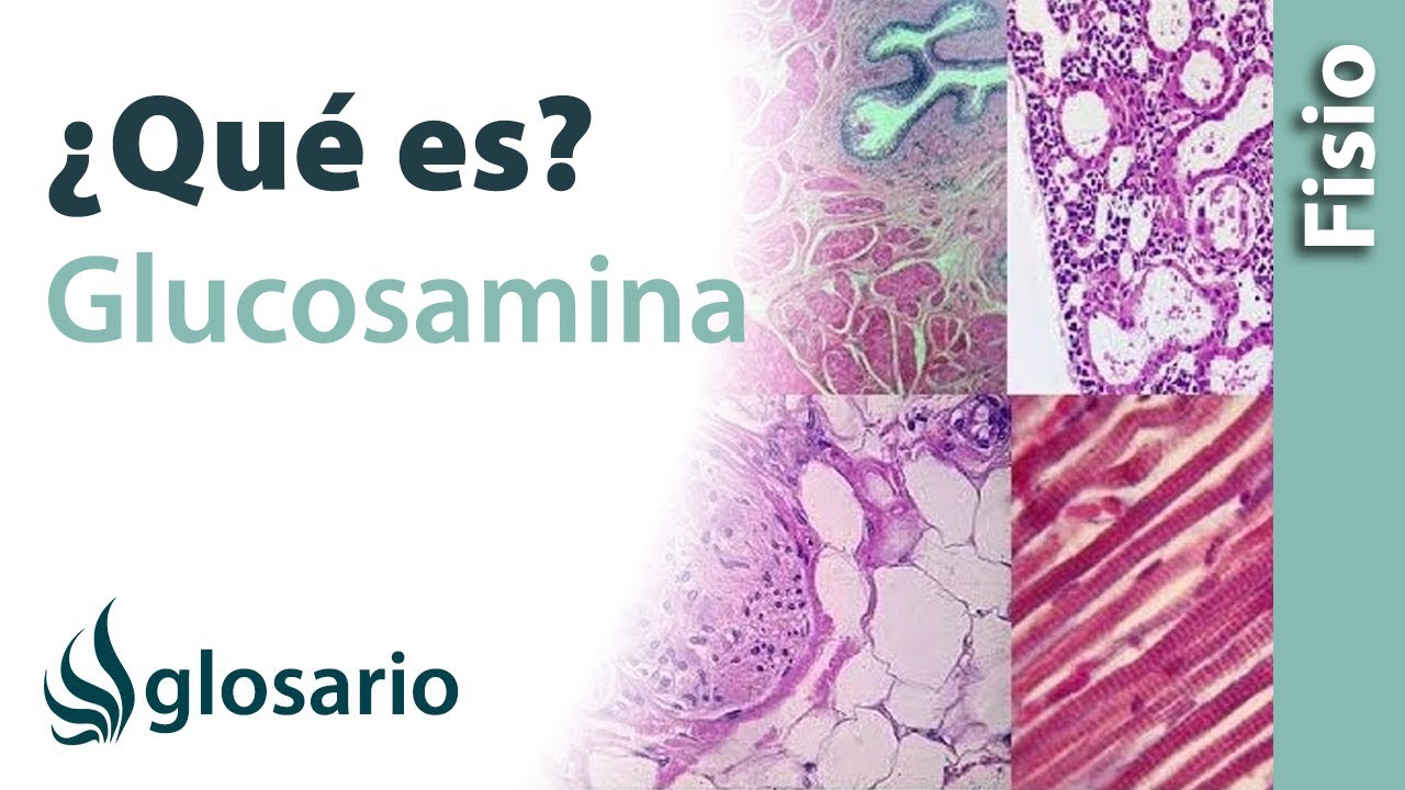 alimentos que contengan glucosamina y condroitina