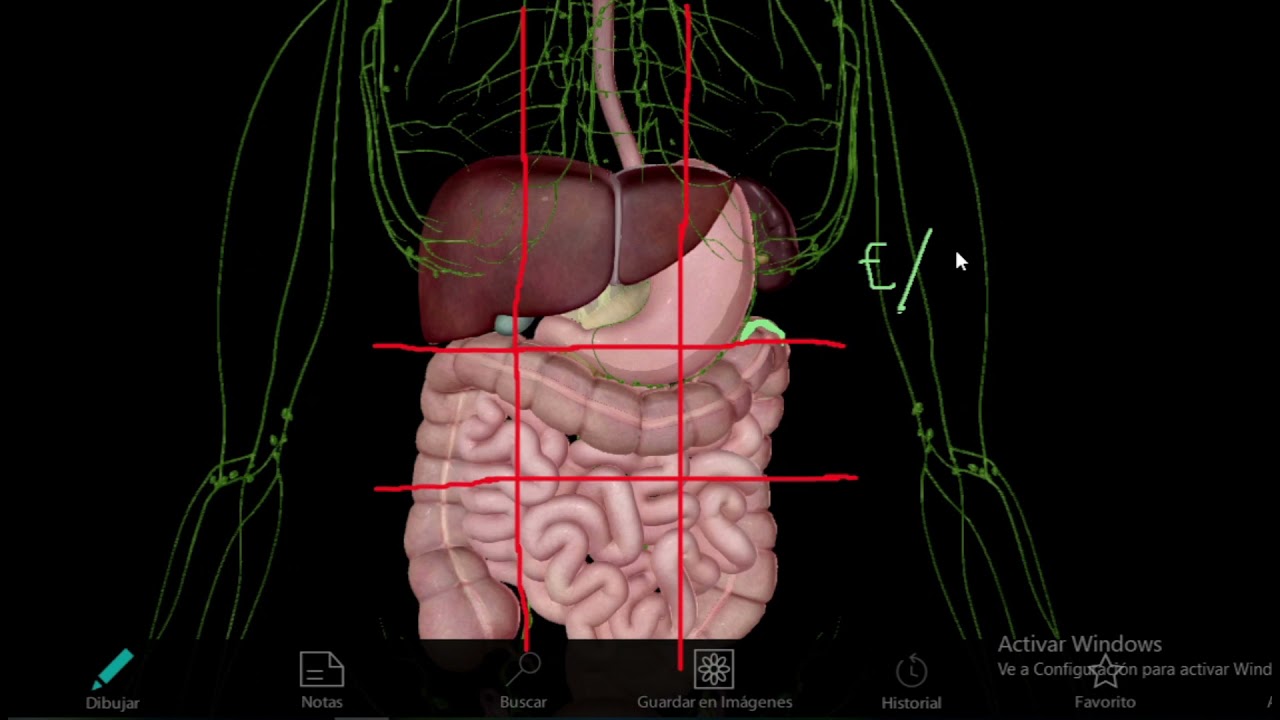 anatomia del vientre de una mujer