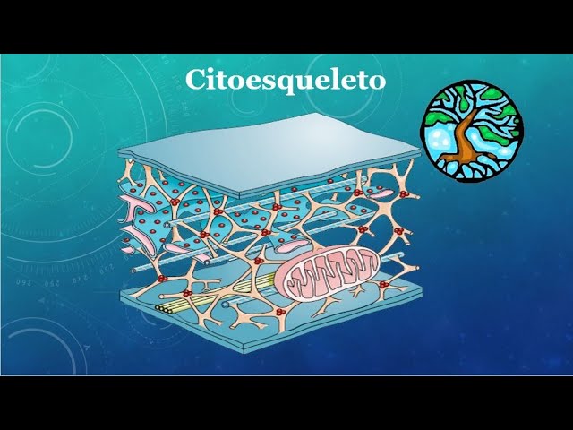 cual es la funcion de los microfilamentos