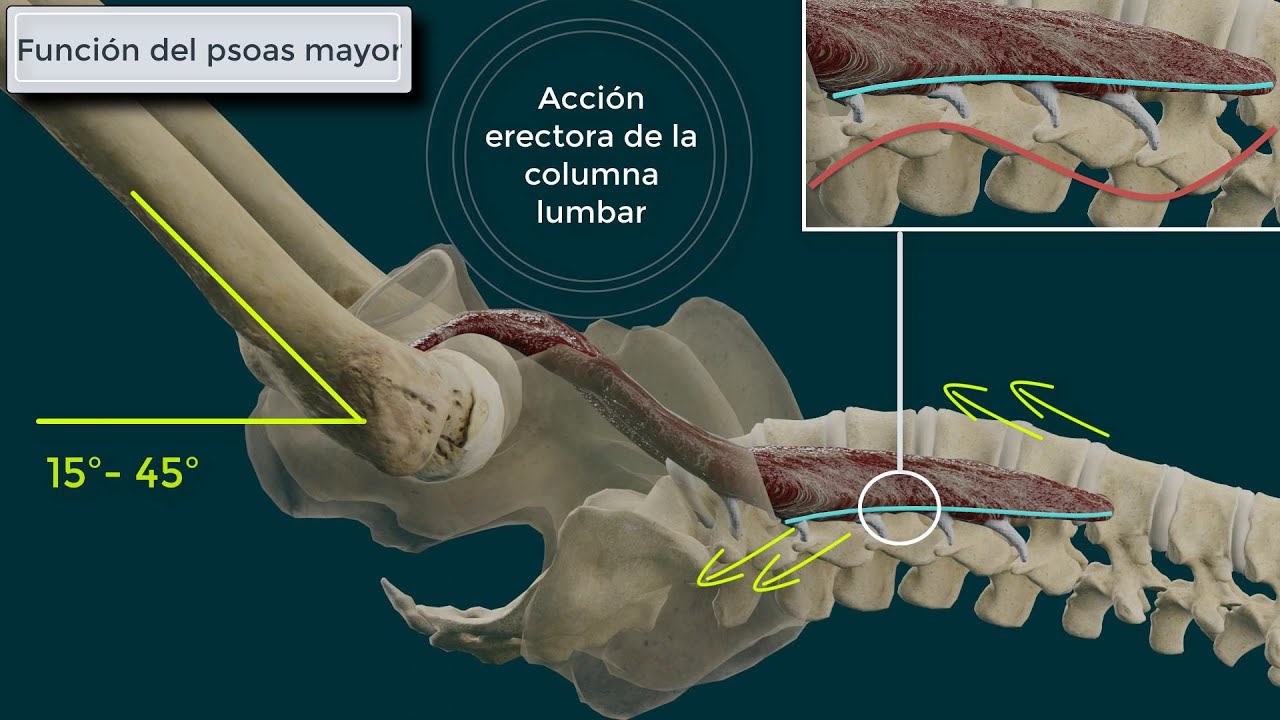 cuál es la función del psoas
