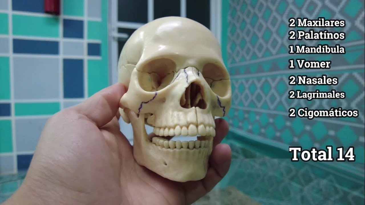 cuales son los huesos impares de la cara