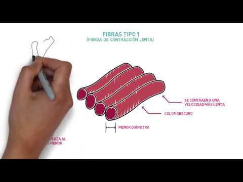 cuales son los tipos de fibras