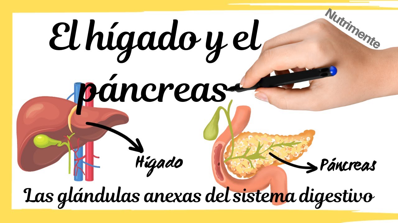 el higado es una glandula endocrina o exocrina