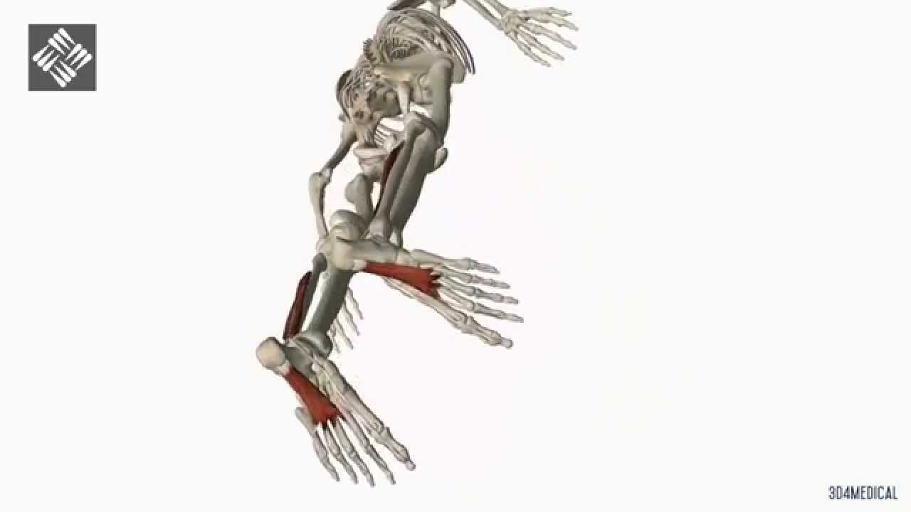 flexor del primer dedo del pie
