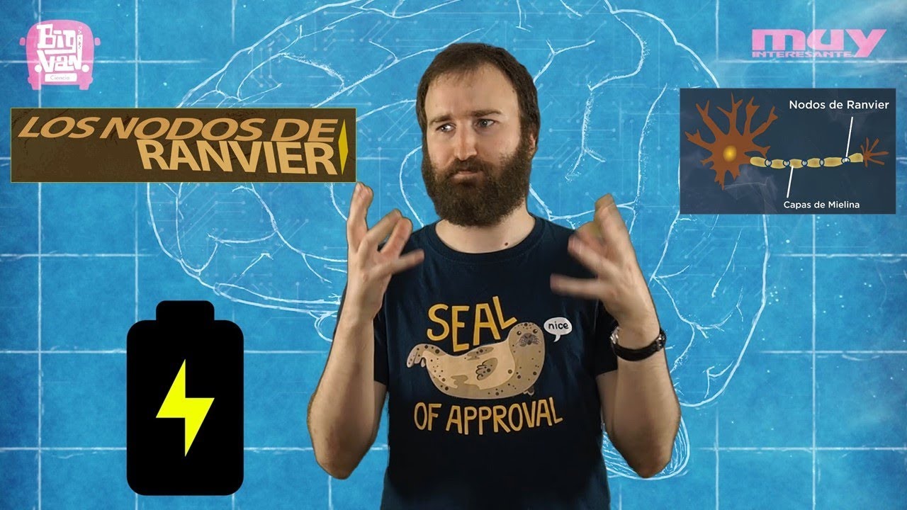 funcion de los nodulos de ranvier en la neurona