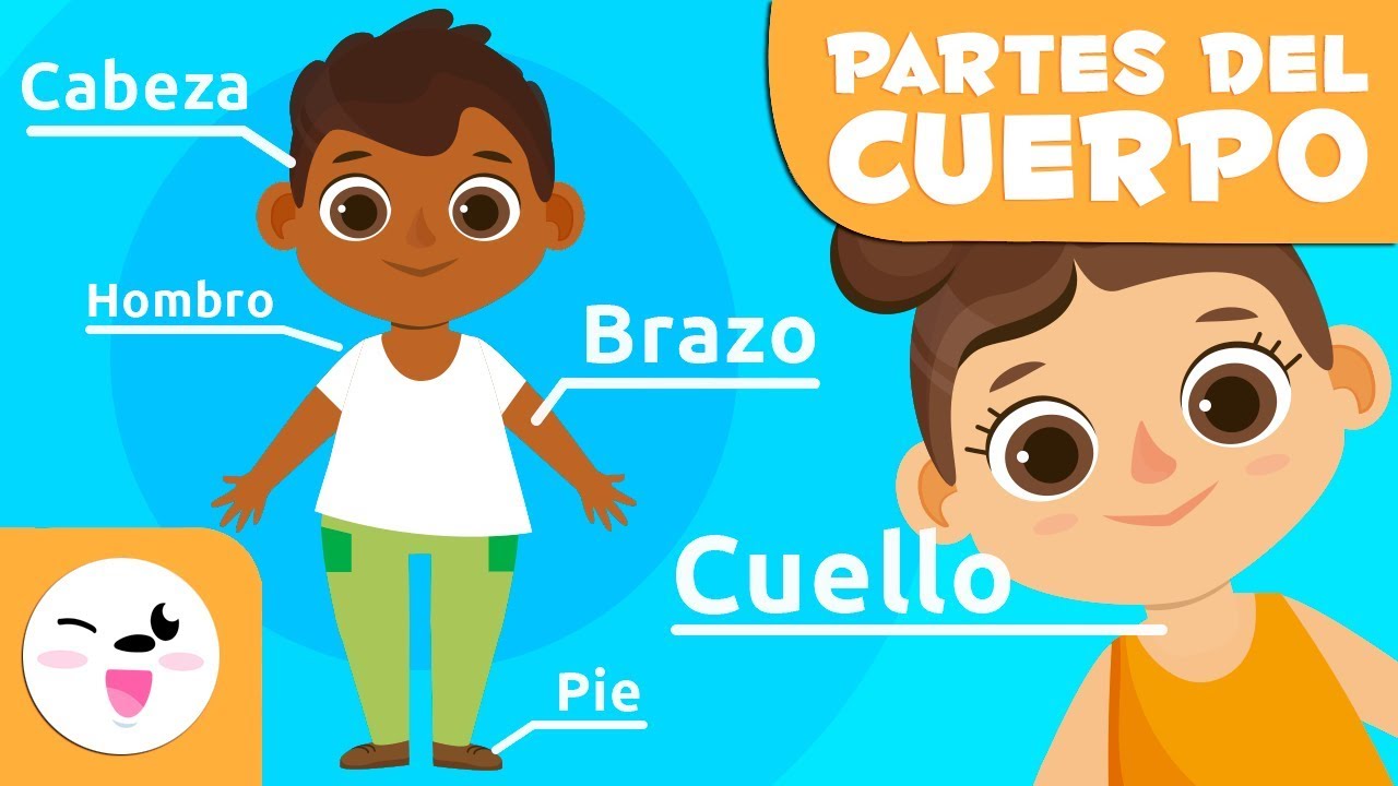 las partes principales del cuerpo humano