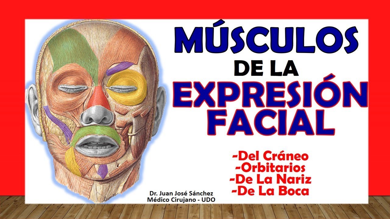 musculos de la cabeza y la cara