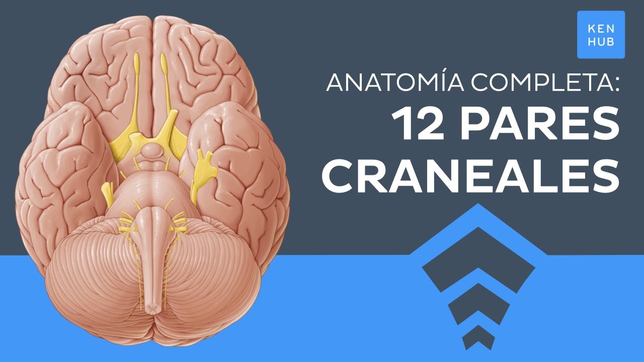 patologias de los 12 pares craneales