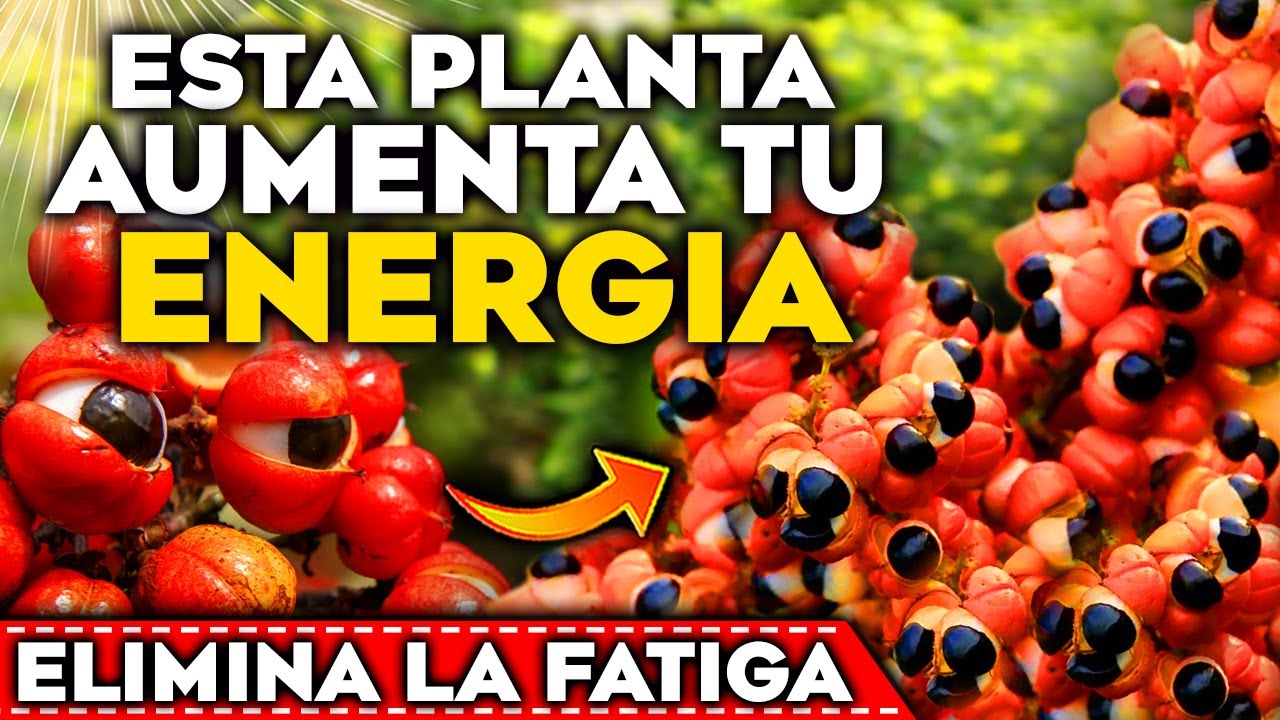 plantas medicinales para el cansancio fisico y mental