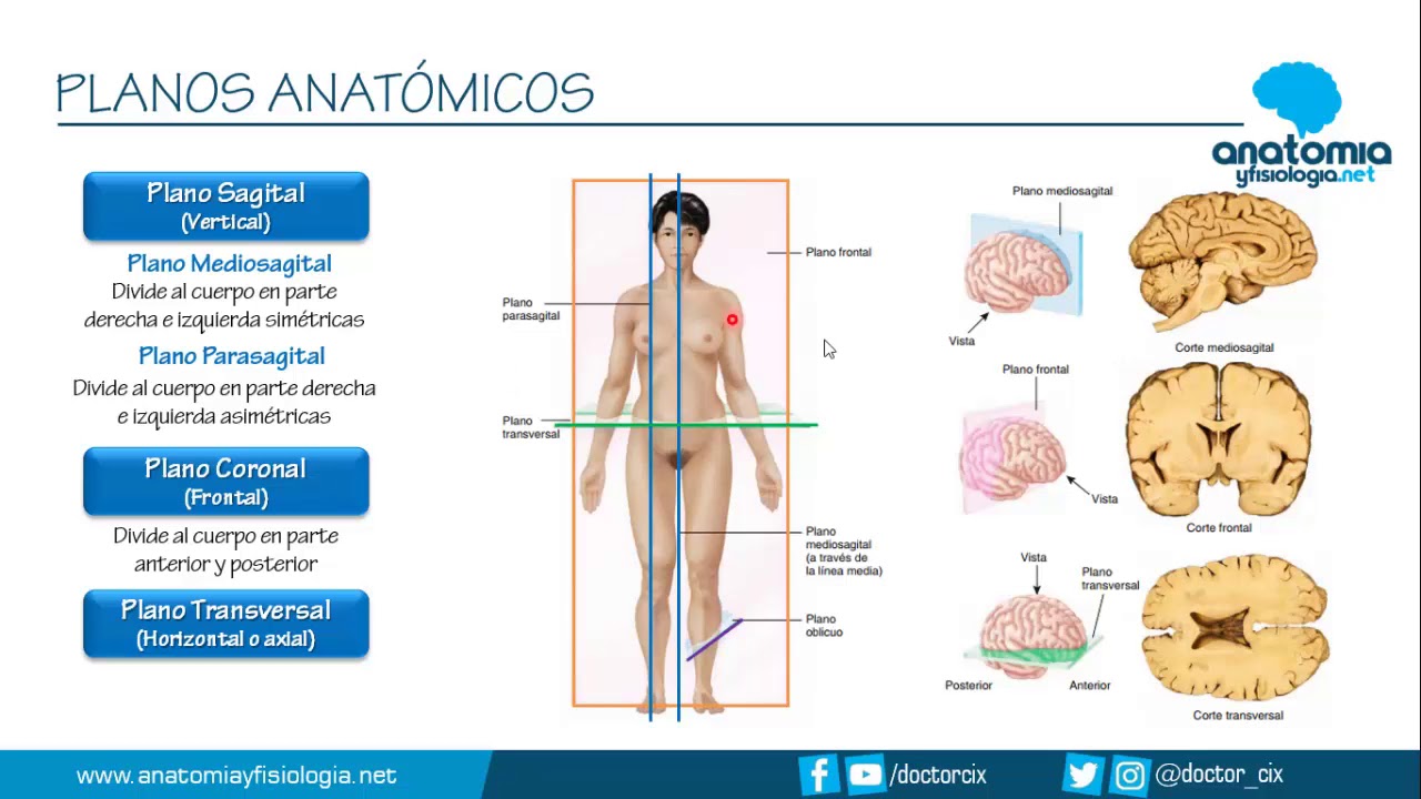 que es un plano en anatomia