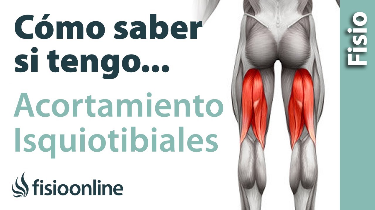 que musculos se contraen cuando estiramos una pierna