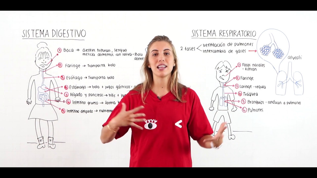 que organos comparten el sistema digestivo y respiratorio