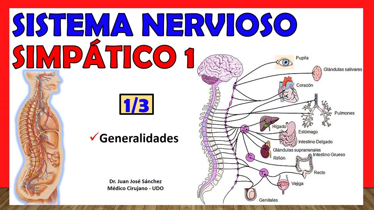 sistema nervioso simpatico y parasimpatico anatomia
