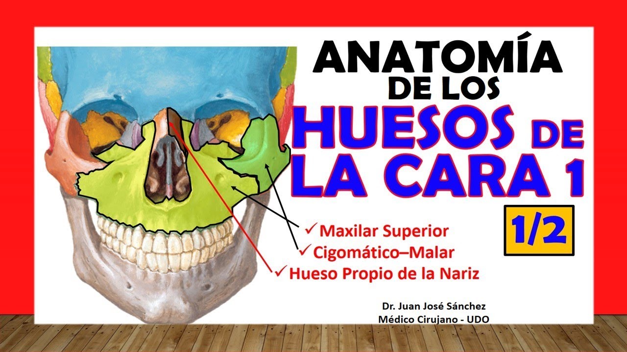 anatomia humana huesos de la cara