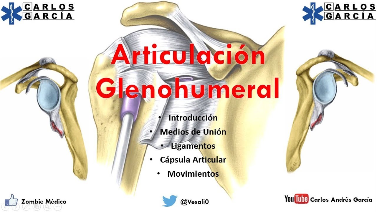 capsula articular de la articulacion glenohumeral