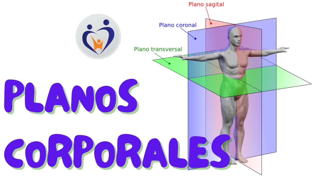 cuales son los planos corporales del cuerpo humano
