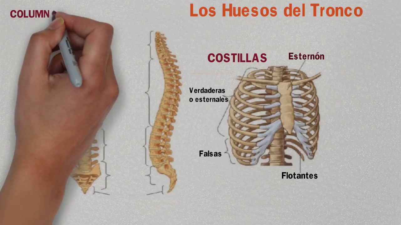 huesos del torax y sus partes