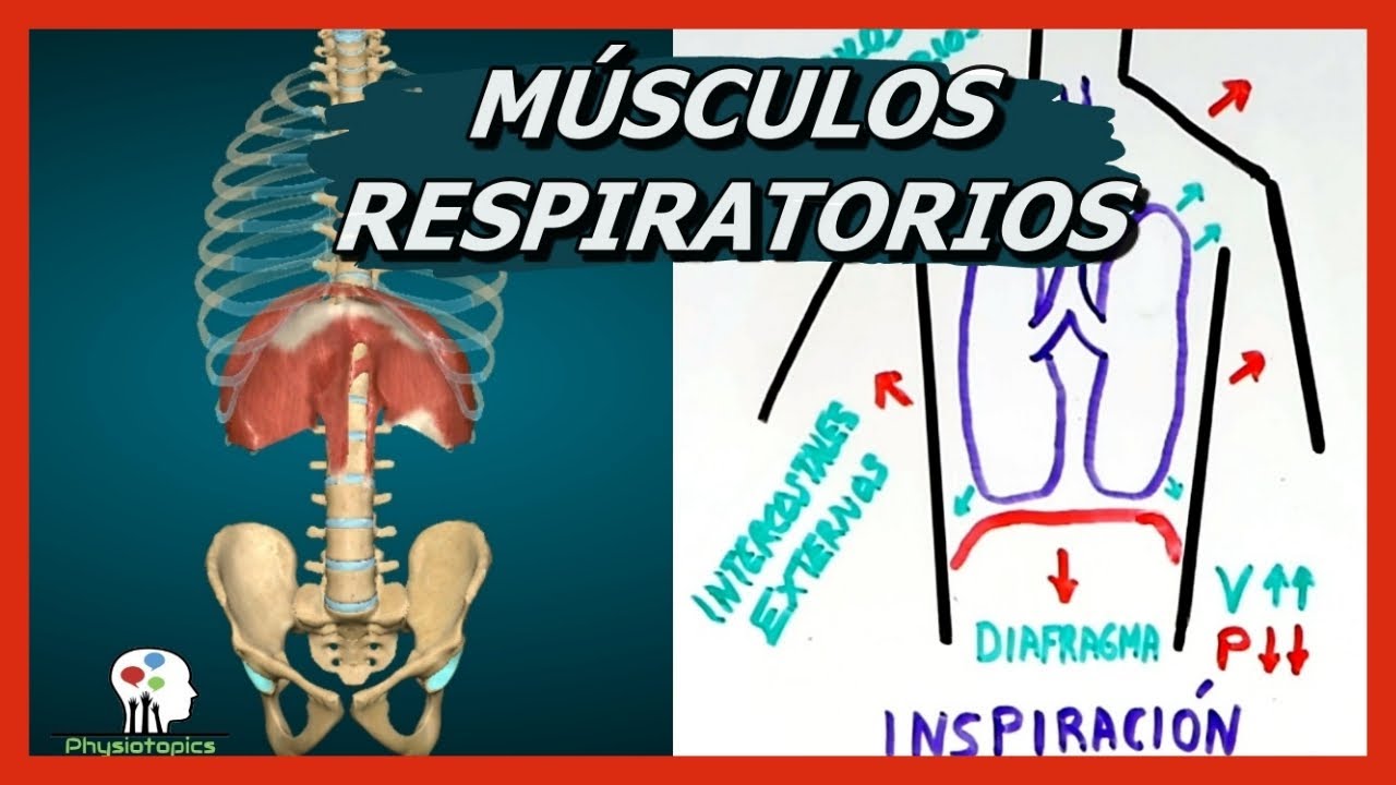 musculatura que interviene en la respiracion
