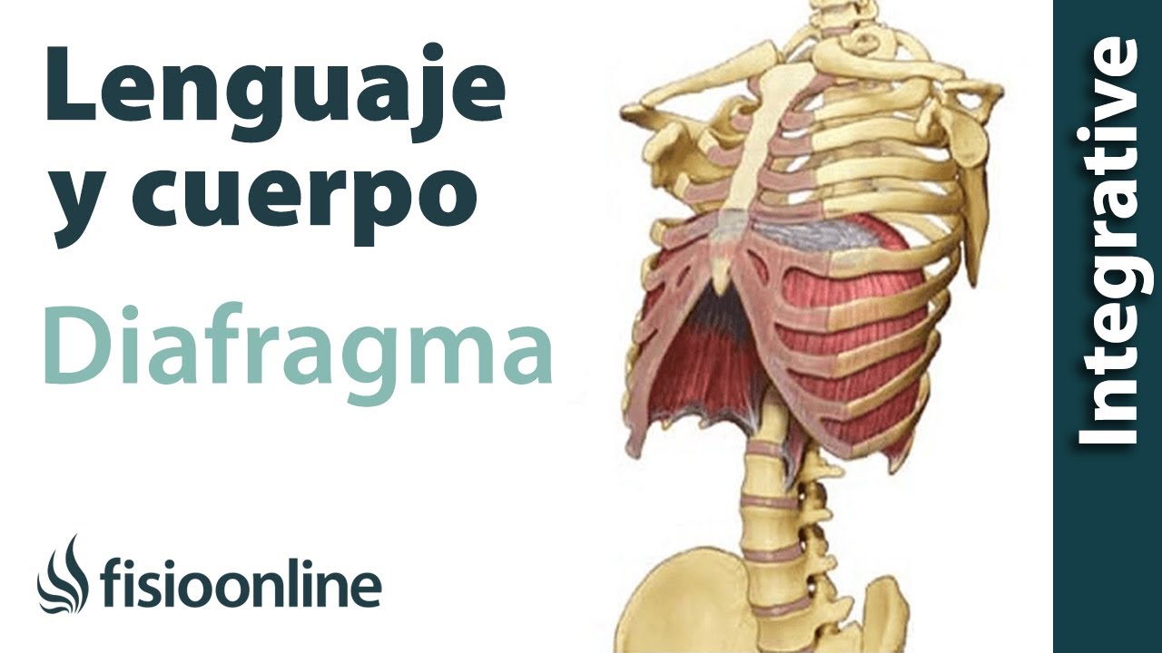 que es el diafragma del cuerpo humano